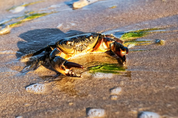 Carcinus maenas.live crab on a tropical beach. crab hiding in the sand at high tide,Small Crab on the seashore. Goes through the sand.