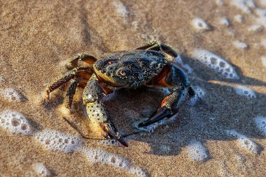 Carcinus maenas.live crab on a tropical beach. crab hiding in the sand at high tide,Small Crab on the seashore. Goes through the sand.