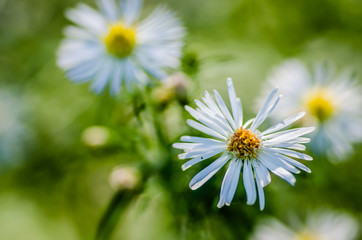 Close-up of common daisy (Bellis perennis) blooming in a meadow in spring.