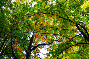 Fototapeta na wymiar Copas das árvores no outono, bela paleta de cores outonais, castanhos, verdes, amarelos, laranjas