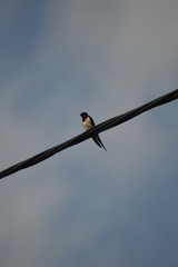 les oiseaux © SOPHIE