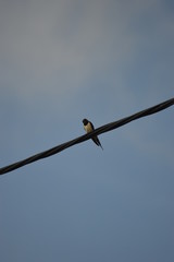 les oiseaux © SOPHIE