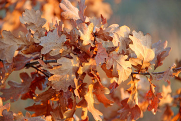 dry oaken leaves on branch in autumn. Autumn come