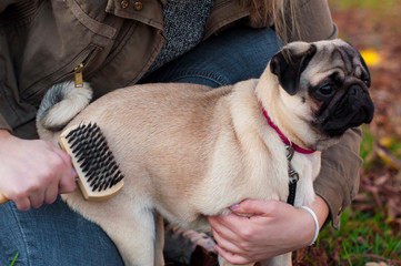 Regular dog care. A woman is cleaning her little pug. Combing dog hair on the street.