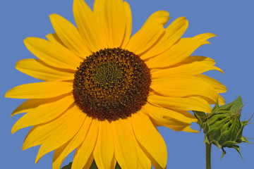 Tournesol