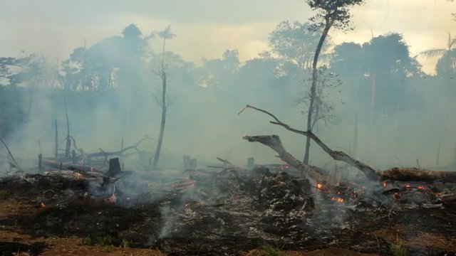 Amazon rainforest trees on fire with smoke in illegal deforestation to open area for agriculture. Concept of deforestation, environmental damage, climate change and global warming. Para state, Brazil.