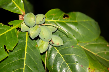 almond tree (Prunus dulcis) with ripening fruit