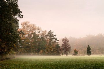 poranna mgła na skraju lasu