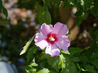 Fleurs pastelrose au coeur rouge de l'althéa ou guimauve en arbre (Hibiscus syriacus)