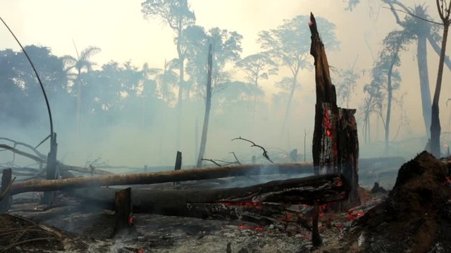 Amazon rainforest trees on fire with smoke in illegal deforestation to open area for agriculture. Concept of deforestation, environmental damage, climate change and global warming. Para state, Brazil.