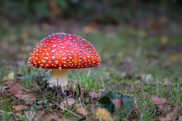 During Autumn, the most iconic toadstool or mushroom is the Fly Amanita. With their red hat and...