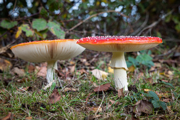 During Autumn, the most iconic toadstool or mushroom is the Fly Amanita. With their red hat and white spots, they stand out from the environment. Can be found in the parks and woods.