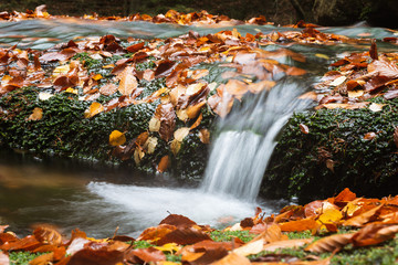 Autumn leaves in mountain stream - long exposure