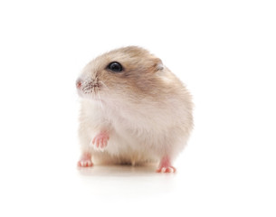 White little hamster.