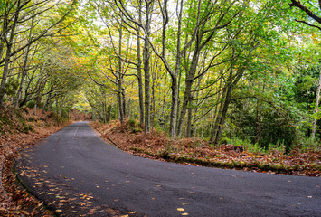 Paisagem outonal com estrada