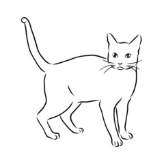 set of cats, cat sketch, contour vector illustration 