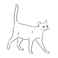 Cat sketch, contour vector illustration 