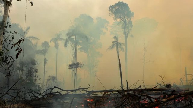 Amazon rainforest trees on fire with smoke in illegal deforestation to open area for agriculture. Concept of deforestation, environmental damage, climate change and global warming. Para state, Brazil.
