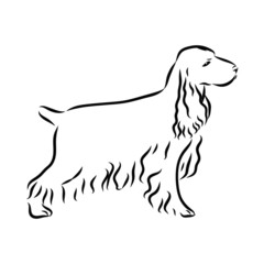 vector illustration of a dog, spaniel sketch 