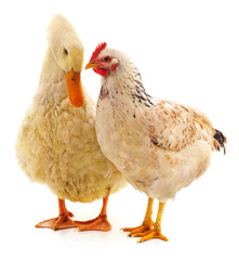 White duck and chicken.