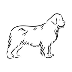 illustration of a dog, Newfoundland dog sketch, contour vector illustration 