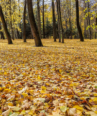 Fallen yellow leaves in the park on an autumn sunny day