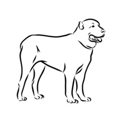 illustration of dog, alabai wolfhound sketch 