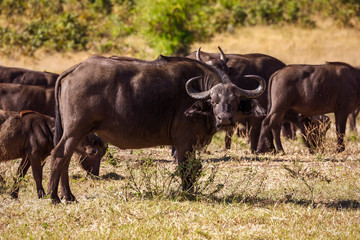 African Cape Buffalo at Chobe national park, Botswana safari wildlife