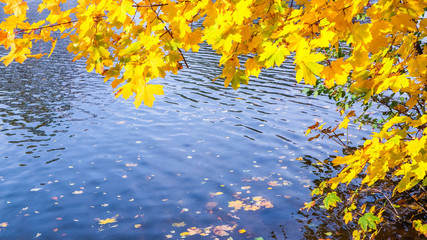 Bright yellow leaves on a maple by the river on a sunny autumn day. Autumn background