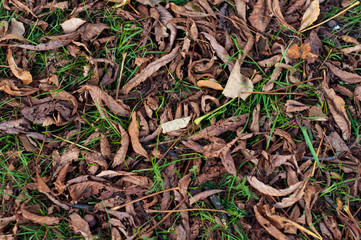 dry autumn leaves of yellow maple closeup on the grass. Autumn landscape background. Autumn abstract background with gold maple. Autumn nature forest background for design.Copy space.