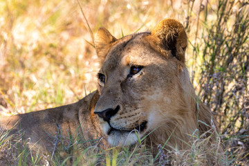 closeup portrait of young lion, Panthera leo without a mane in natural habitat Savuti game reserve. Botswana Africa safari wildlife