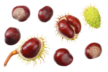 chestnuts isolated on white background. top view