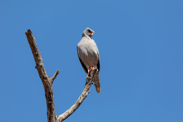 Middle sized bird of prey, Pale chanting goshawk perched on prickly acacia branch in Chobe in natural habitat, Botswana, Africa wildlife