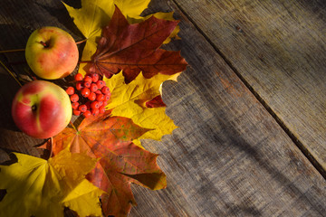 Apples, rowan and autumn maple leaves on an old grunge wood background.Red, yellow and orange colors. Autumn concept.