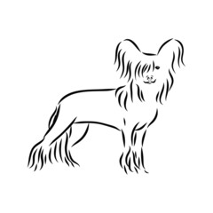 silhouette of a dog, Chinese crested sketch, contour vector illustration 