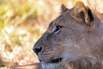 closeup portrait of young lion, Panthera leo without a mane in natural habitat Savuti game reserve. Botswana Africa safari wildlife