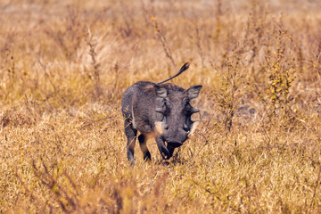 Fototapeta na wymiar African pig Warthog in Chobe game reserve savannah, Botswana Africa safari wildlife