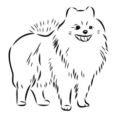 vector illustration of a dog, Pomeranian dog sketch 