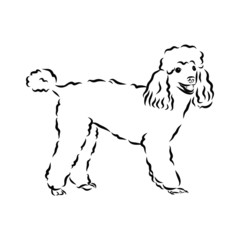dog sketch, poodle, contour vector illustration 