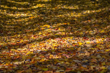 Fallen leaves on the road