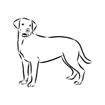 vector image of a dog , labrador sketch 