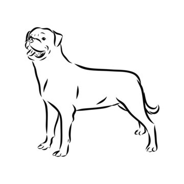 vector image of a dog , rottweller sketch 
