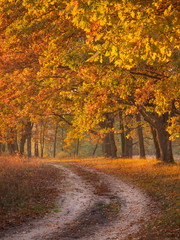 Naklejka premium golden leaves of oaks in sunny autumn day in portrait frame