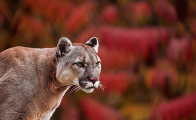Portrait of Beautiful Puma in autumn forest. American cougar - mountain lion, striking pose, scene in the woods, wildlife America colors of autumn