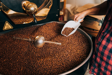 Man's hands holding freshly roasted aromatic coffee beans over a modern coffee roasting machine.