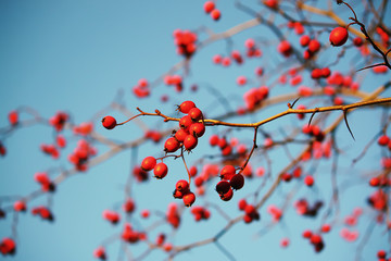 Thorn twigs with berries