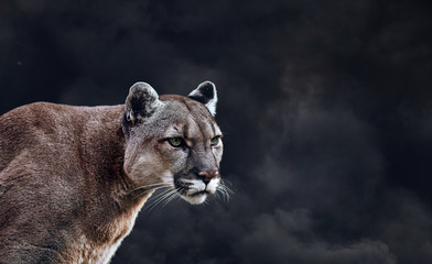 Naklejka na ściany i meble Portrait of Beautiful Puma. Cougar, mountain lion, on black smoke backgrounds
