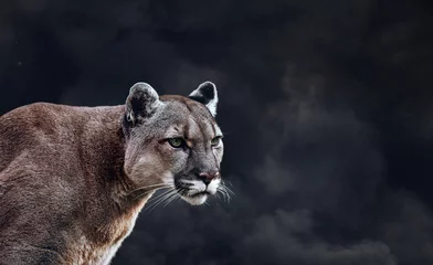 Fotobehang Portrait of Beautiful Puma. Cougar, mountain lion, on black smoke backgrounds © Baranov