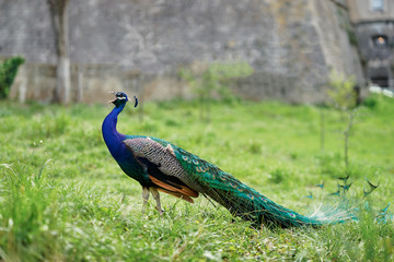 Naklejka premium Beautiful male peacock on green grass.