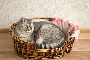 Fototapeta na wymiar British tabby cat with a smart and serious expression on his face, looks away, and lies in a cat bed